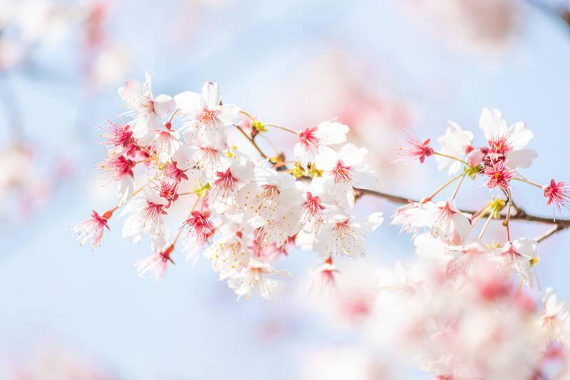  2026战略展望：花卉经济的产业化重构与区域协同路径 新闻 2026战略展望：花卉经济的产业化重构与区域协同路径 新闻