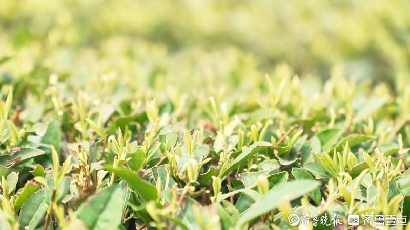  技术赋能下的日照绿茶产业升级：全链路数字化溯源的实践与探索 IT技术