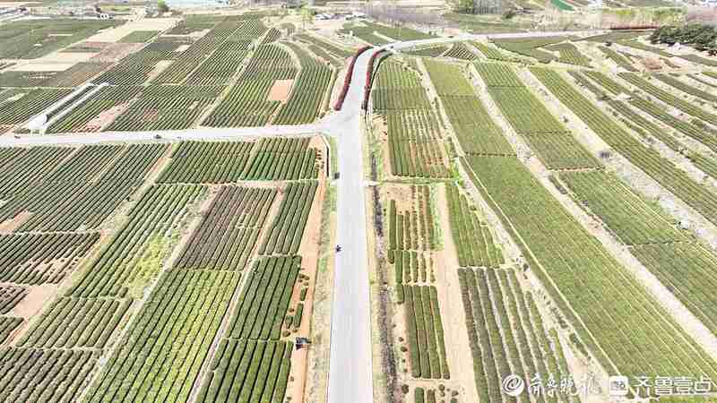  技术赋能下的日照绿茶产业升级：全链路数字化溯源的实践与探索 IT技术